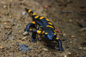 Fire salamander in his natural enviroment