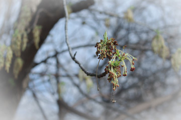 plant