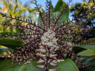 Tropical Hawaiian Ti Flowers