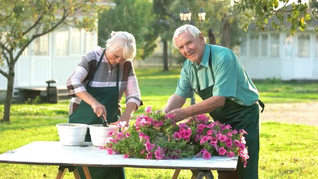 Couple of gardeners transplanting flowers. Senior man and woman, summer. Start a flower business.