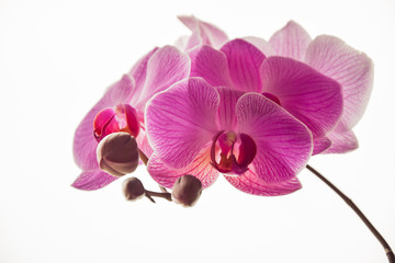 Fototapeta na wymiar beatiful purple orchids isolated on white background