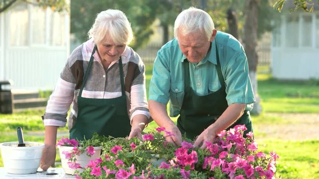Elderly gardeners working with flowers. Woman and man, summer. Petunia growing tips.