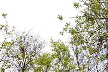 branch of tree,brown color of treetop,isolated on white