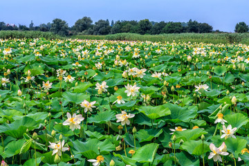 Countryside plantation of cream white blooming lotus flowers with green leaves growing in lake water. Beautiful scenic sunny day landscape at summer
