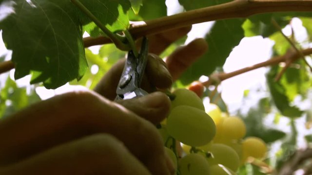The season of harvest . Winemaker cuts ripe vine . Slow motion , close up