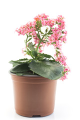 Pink Kalanchoe Potted