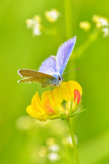 Schmetterling ist blau auf dem Klee in Farbe gelb 