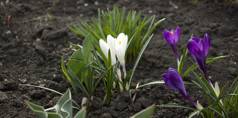 crocus