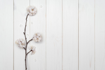 Branch of a blossoming tree on a white wooden background