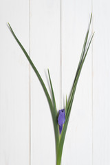 Blossoming iris on a white wooden background