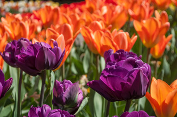 champ de tulipes pourpre et orange en gros plan