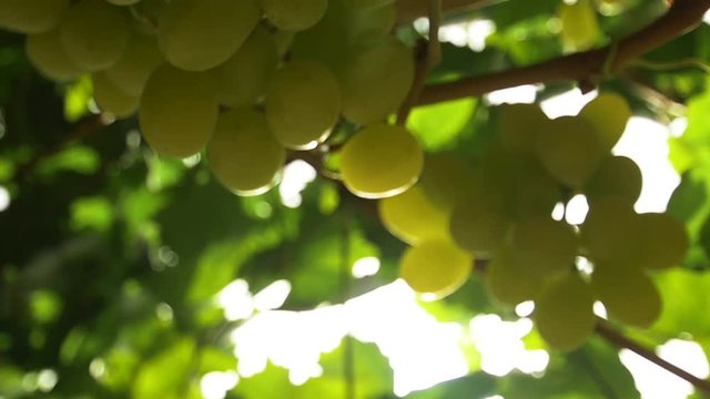 European winemaking regions. Environmentally friendly grapes. Slow motion , dolly shot