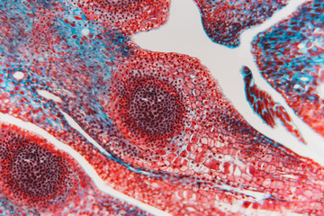Cell abstract flower. Plant tissue molecules magnification. Science background- ovary and ovule