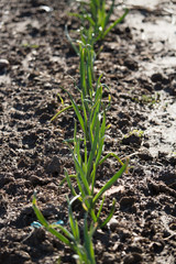 Sprouting Garlic