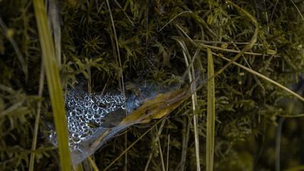 dew drops of morning dew forest wood