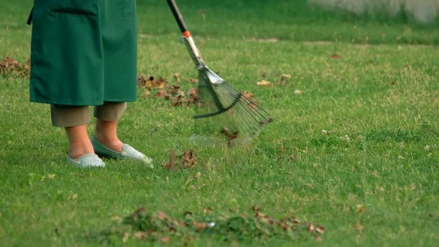 Legs of gardener and rake. Green grass and dry leaves. Fall clean up services.