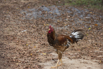 Rooster