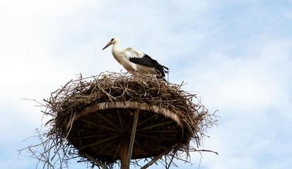 Weißstorch (ciconia ciconia) mit Jungvogel im Nest