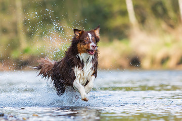 Australian Shepherd running in a river