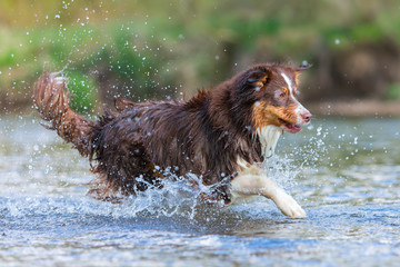Australian Shepherd running in a river