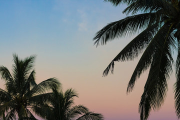 Fototapeta na wymiar Coconut palm tree silhouettes with light, blank copy space.