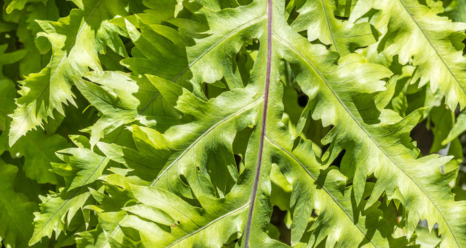 Fundo verde com folha de samambaia.