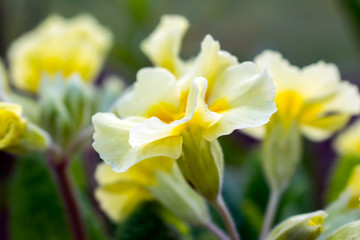Naklejka na ściany i meble Yellow flowers Primroses (Primula Vulgaris)