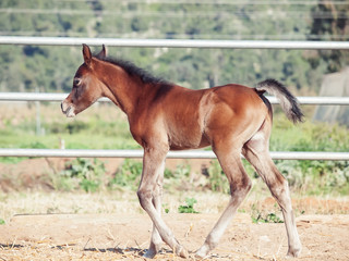 Naklejka na ściany i meble walking arabian little foal in paddock. Israel