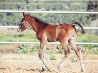 walking arabian little foal in paddock. Israel