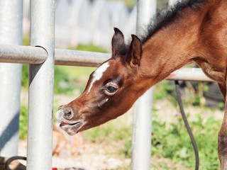 portrait of beautiful inquisitive arabian foal. Israel