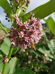 Milkweed and bee
