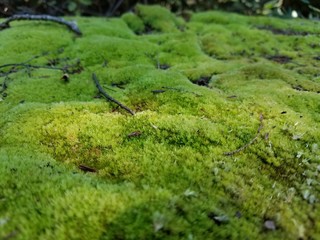 Moss on a rock