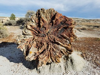 petrified wood