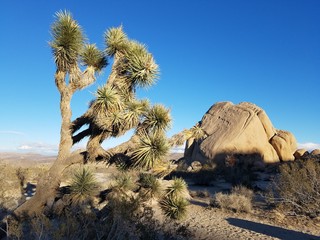 Joshua trees and rocks