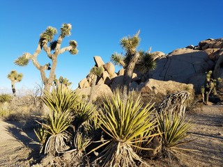 Joshua trees and rocks