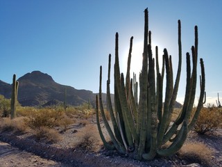 Cactus and mountains