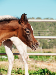 Fototapeta premium portrait of arabian little foal with mom. Israel