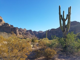 Arizona desert