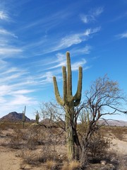 Saguaro 