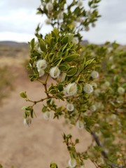 Creosote bush seeds
