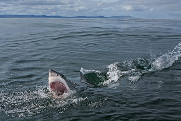 Naklejka premium Great white shark, Carcharodon carcharias, South Africa