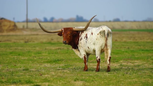 Texas Longhorn Bull Steer Grazing Looking Ranch Animal Livestock