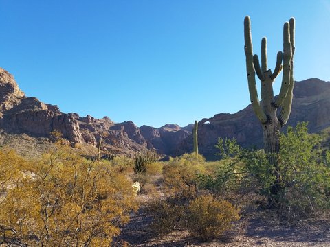 Saguaros in arizona © Nolan