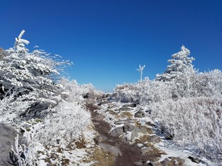 Snowy trail