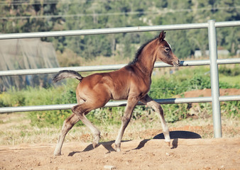 Naklejka na ściany i meble running arabian little foal in paddock. Israel