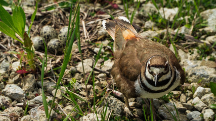 Mother bird near nest