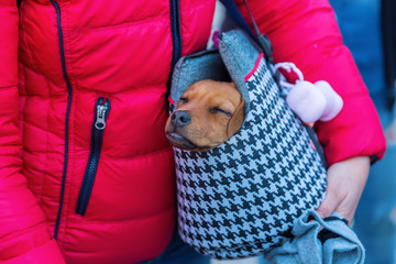 cute puppy in a sling bag