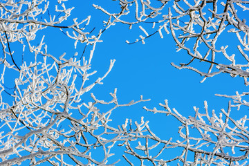 snow covered branches of a tree