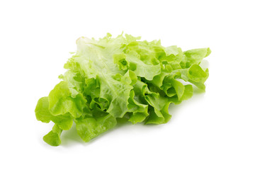 Green oak leaf lettuce isolated on white background.