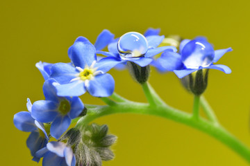 water droplets on forget me not flower
